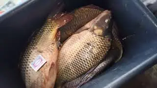 Посол карпа под пресс