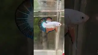 Entan naciendo las crías #peces #pezbetta
