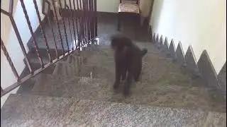 Cat on the stairs