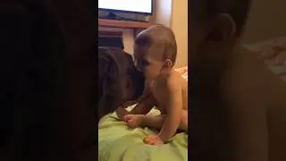 Tyson IS A SUPER BABYSITTER  #funnydogs #cutedogs