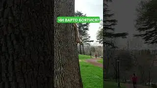 НЕБЕЗПЕЧНА БІЛКА  #travel #юмор #facebook #instagram #топ #music #forest #happiness