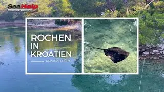 Stachelrochen schwimmt durch die Bucht Krivica auf Lošinj