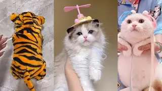 cute Dogs and Cats / Funny moments in life - pet lover 006 # LA