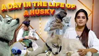 இவன் ரொம்ப வாலு ❤️ Husky Pet Care Secrets Revealed😍🐶| #saisecrets