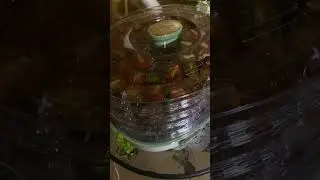 Вялю помидоры в сушке.