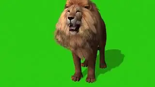 Lion Green Background Video -  Chroma key Effect New Video Effect