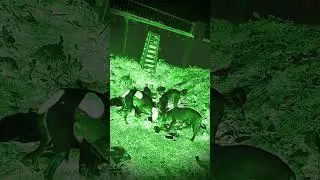 The horror scene #shorts #ytshorts#youtubeshorts #ghost #bhoot #horrormovie #creepy #viral #trending