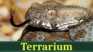 Гюрза, или левантская гадюка (лат. Macrovipera lebetina)