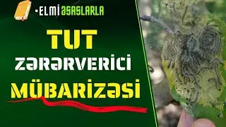 Tut zərərverici mübarizəsi