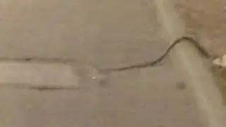 🐍 snake on the street at night #shorts