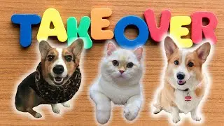Hammy and Olivia the talking corgis and Theodore the British cat  takeover the world!