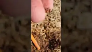 Metal detector