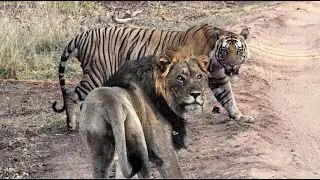 Young female bengal tiger vs adult male africa lion