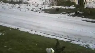 Ducks 3, Chickens 0