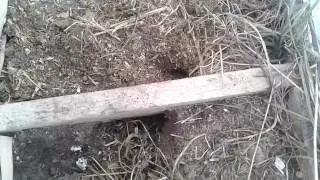 Кто нарыл ходы в теплице?