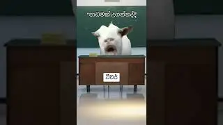 ප්‍රශ්න ගොඩයි 🥲 #studentlife #viral #fypシ #srilanka