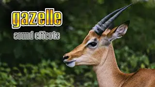 Gazelle sound effect | Animals sound effects