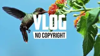 Altero & Niwel - Coming Home (inLu Remix) (Vlog No Copyright Music)