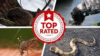 The Animal Most Likely To Kill You From Each State 💟