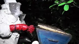 LE MIEL: L'OR DE L'ADAMAOUA