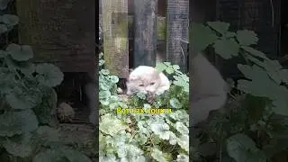 🏠Вот Как Кошки Находят Дорогу Домой👏🏼