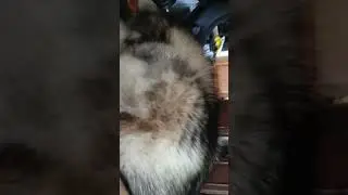 1 января, собака не спит) 
