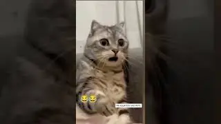 Funny Cat Compilation #shorts #youtubeshorts #cat #funnycats