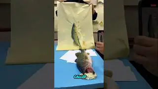 Capturing Fish on Paper.