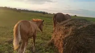 Наш маленький донской табун.Дончаки.