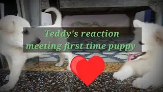 Teddy's reaction meeting first time puppy. 😍 #teddy #love #indianspitz #pet #dog #reaction