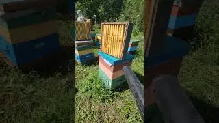Процесс выдувания пчёл с магазинных надставок. 