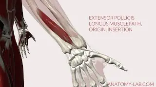 Extensor Pollicis Longus Musclepath, Origin, Insertion (3D Anatomy)