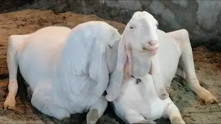 Qurbani ke Shandar Janwar 2021