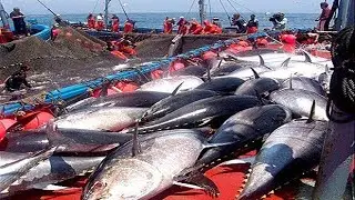 Everyone Should Watch This Video Of Fisherman - Caught Hundreds Of Tons Of Giant Bluefin Tuna