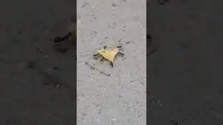 Do your ants even lift? 