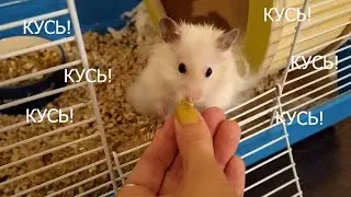 HOW TO TRAIN A HAMSTER TO HIS NAME