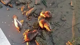 Animali🐵🐔🐶🐷 di Saline di Tarquinia