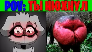 Жуткие лица Беллы (POV: Ты понюхал)
