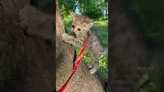 Почему испуганная кошка не убегает?