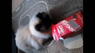 Neva Masquerade cat playing with an empty chocolate box