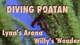 Scuba Dive ROATAN - Plongée - Willy's Wonder/Lynn's Arena