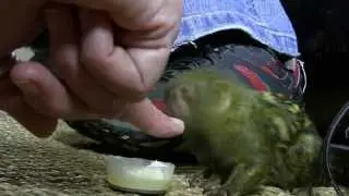 World Meet NINITA. Our New Baby Pygmy Marmoset!