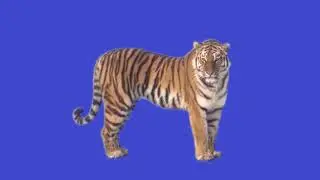 Real tiger chroma key green screen effect