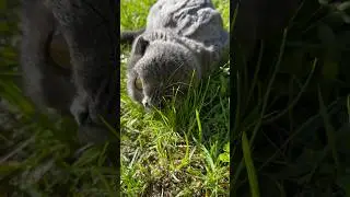 На лугу пасется к….? Нет не корова😂 