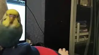 сидит нахохленный на плече и зевает