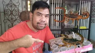 Koleksi Unik Kulit Shedding Binatang Beruas -  Hottentotta dan Lychas Scutilus