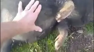 Pig gets into fermented corn