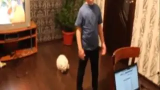 Even Russian Cats Hate Russian Music