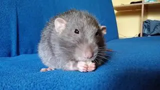 Pet rat eating pasta