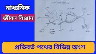 Madhyamik exam | Life Science | প্রতিবর্ত পথের বিভিন্ন অংশ